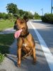 Amerikanischer Pit-Bullterrier Hund