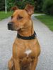 Amerikanischer Pit-Bullterrier Hund