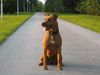 Amerikanischer Pit-Bullterrier Hund