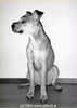 Amerikanischer Pit-Bullterrier Hund