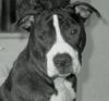 Amerikanischer Pit-Bullterrier Hund