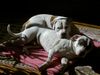 Amerikanischer Pit-Bullterrier Hund