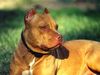 Amerikanischer Pit-Bullterrier Hund