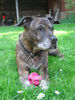 Amerikanischer Pit-Bullterrier Hund