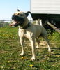 Amerikanischer Pit-Bullterrier Hund