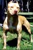 Amerikanischer Pit-Bullterrier Hund