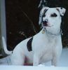 Amerikanischer Pit-Bullterrier Hund