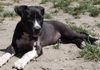 Amerikanischer Pit-Bullterrier Hund