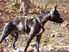 Amerikanischer Pit-Bullterrier Hund