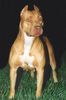 Amerikanischer Pit-Bullterrier Hund