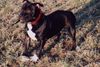 Amerikanischer Pit-Bullterrier Hund