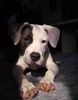 Amerikanischer Pit-Bullterrier Hund