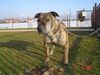 Amerikanischer Pit-Bullterrier Hund