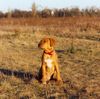 Amerikanischer Pit-Bullterrier Hund