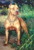 Amerikanischer Pit-Bullterrier Hund