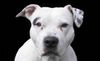 Amerikanischer Pit-Bullterrier Hund