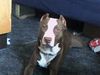 Amerikanischer Pit-Bullterrier Hund