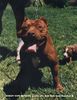 Amerikanischer Pit-Bullterrier Hund