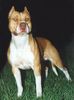 Amerikanischer Pit-Bullterrier Hund