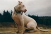 Amerikanischer Pit-Bullterrier Hund