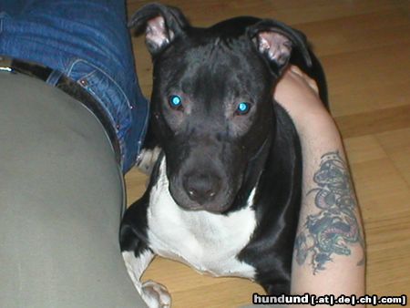 Amerikanischer Pit-Bullterrier RANGO UND HERRCHEN BEIM KUSCHELN