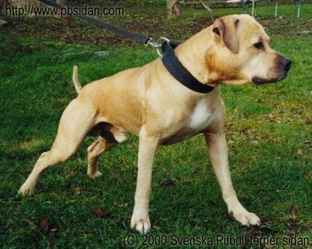 Amerikanischer Pit-Bullterrier