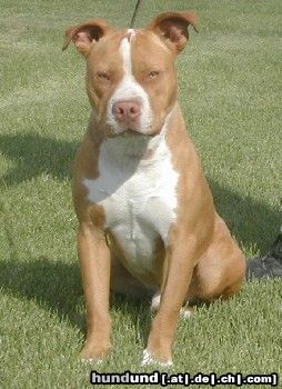 Amerikanischer Pit-Bullterrier Scooby