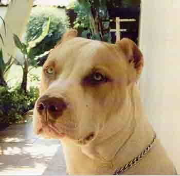 Amerikanischer Pit-Bullterrier