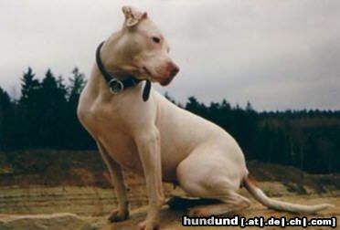 Amerikanischer Pit-Bullterrier Tyron