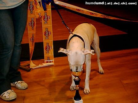 Amerikanischer Pit-Bullterrier Ich bin ein Star!