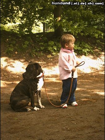 Amerikanischer Pit-Bullterrier