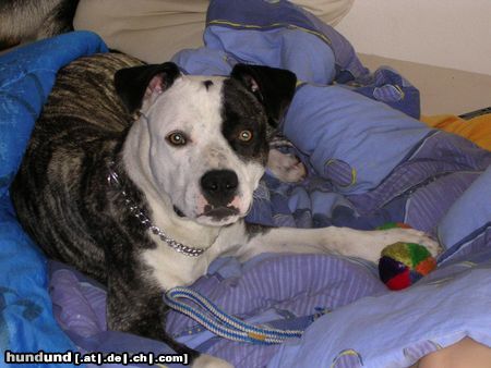 American Staffordshire Terrier AmStaff