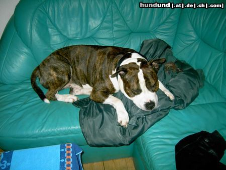 American Staffordshire Terrier Sofapoteto 