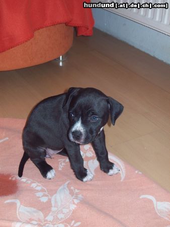 American Staffordshire Terrier Akira unsere kleine maus