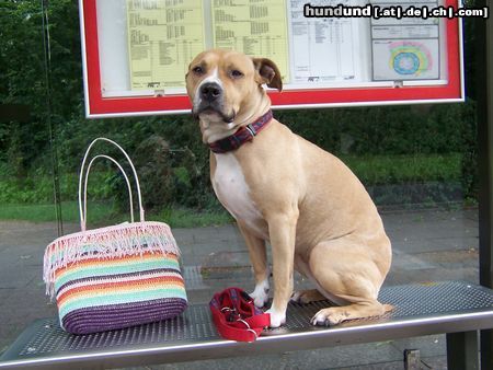 American Staffordshire Terrier Auf dem Weg ins Büro