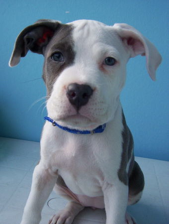 American Staffordshire Terrier kleine Prinzessin