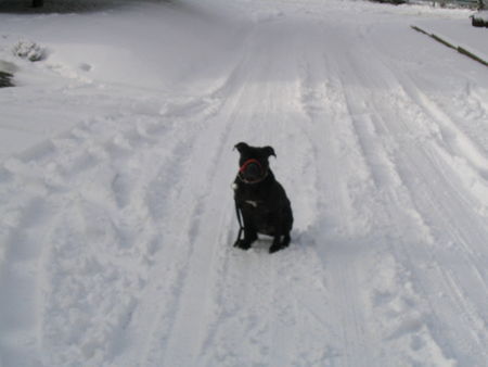 American Staffordshire Terrier NICO