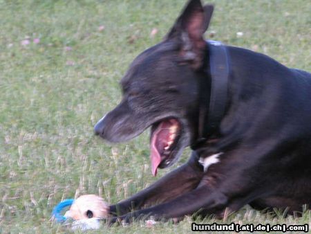 American Staffordshire Terrier