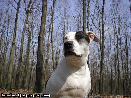 American Staffordshire Terrier staffmimik 1