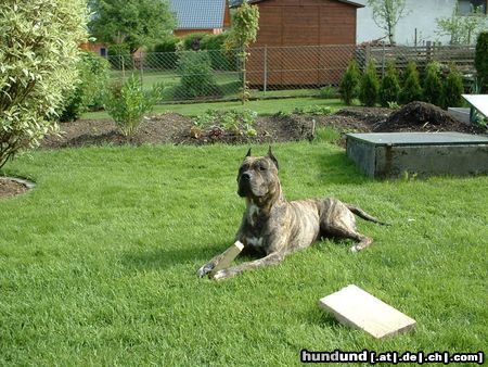 American Staffordshire Terrier BAXTER