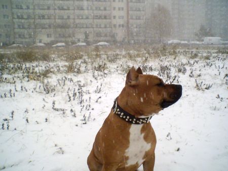 American Staffordshire Terrier Ich freue mich schon auf den Schnee