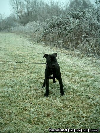 American Staffordshire Terrier Kleiner Racker ... 