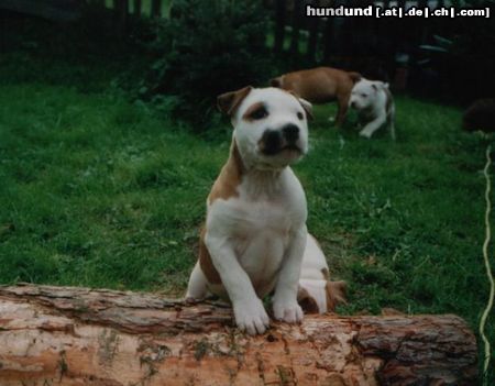 American Staffordshire Terrier Huy´s Amigo Tochter 16.08.1999