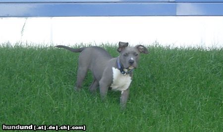 American Staffordshire Terrier