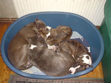 American Staffordshire Terrier Akira, Blue, Chelsie, Diva