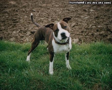 American Staffordshire Terrier bin ich nicht lieb???