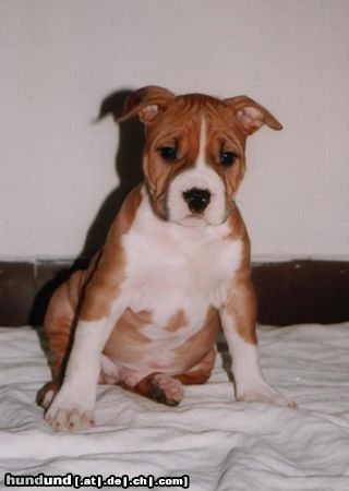 American Staffordshire Terrier Huy´s Amigo Sohn 16.08.1999