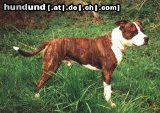 American Staffordshire Terrier Amigo