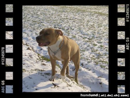 American Staffordshire Terrier Jazzy 10 Monate 