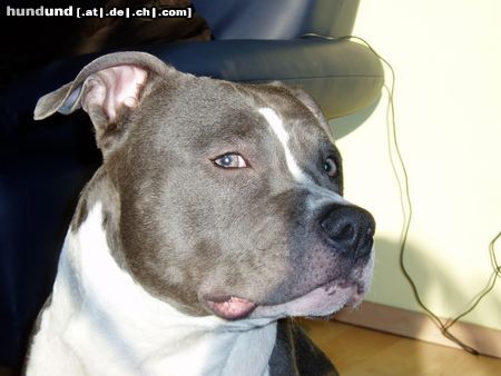 American Staffordshire Terrier Attila 